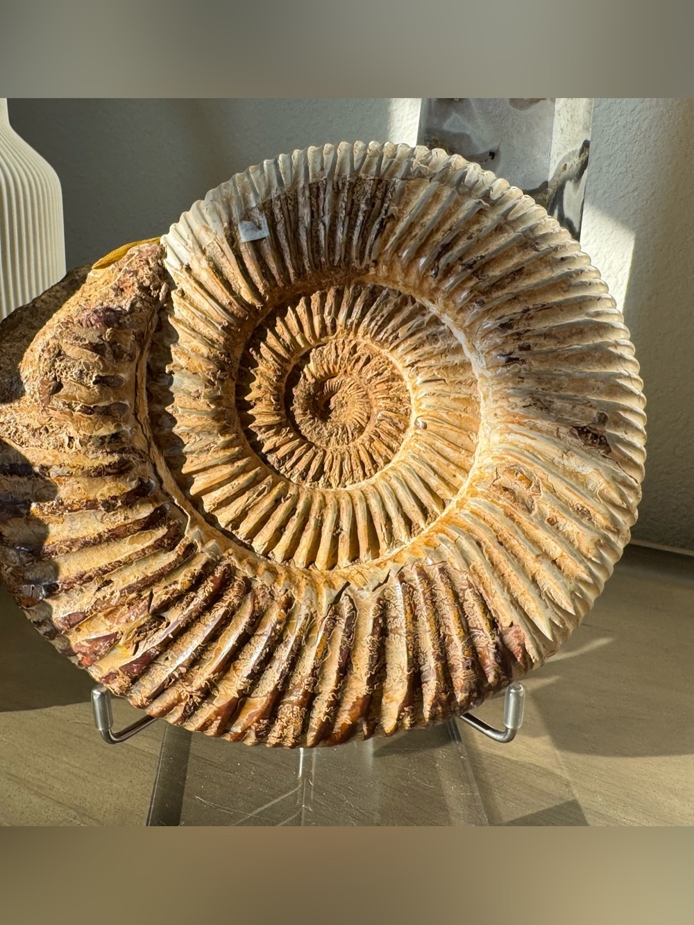 Large Perisphinctes Ammonite